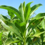 <!--:it-->ag2<!--:-->