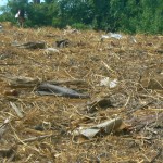 <!--:it-->r14<!--:-->